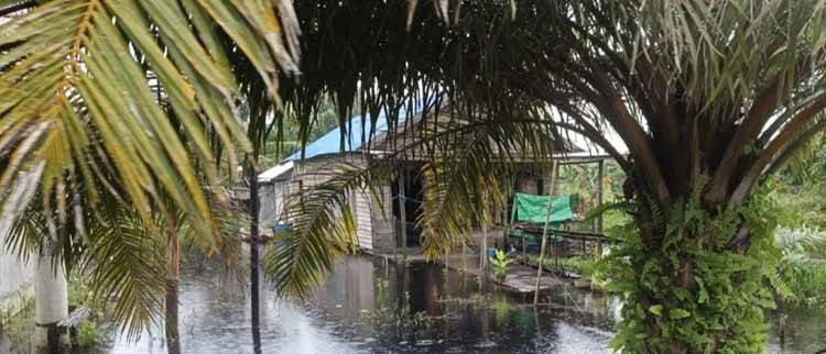 1709.Banjir Mulai Meluas ke Kotim Selatan, Tiga Sekolah dan Sawah Terendam