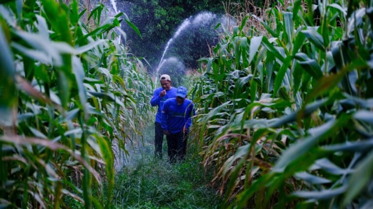 0902.Wilmar dan Poktan Tanam Jagung Perkuat Ketahanan Pangan di Kotim