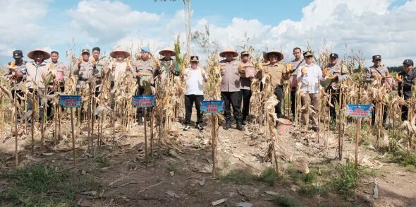 1605.Bupati Kapuas Apresiasi Panen Raya Jagung Sei Asam