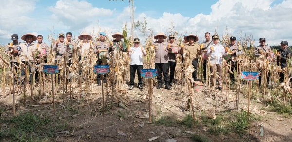 1605.Bupati Kapuas Apresiasi Panen Raya Jagung Sei Asam