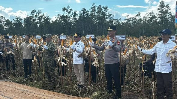 1705.Gubernur Kalteng Perkuat Swasembada Pangan Lewat Panen Jagung