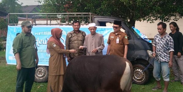 2505.Pemkab Kotim Terima 38 Sapi Kurban Bantuan Gubernur Kalteng