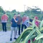 0710.Pembiayaan Buah Naga Kalampangan Tembus Rp9,31 Miliar
