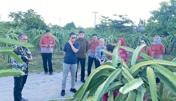 0710.Pembiayaan Buah Naga Kalampangan Tembus Rp9,31 Miliar